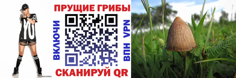Галлюциногенные грибы Cubensis  закладки  Ахтубинск 